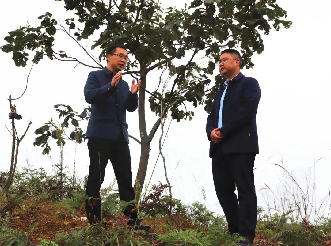 代昌松到中寨调研指导第十一届村（社区）“两委”换届、生态茶产业发展工作